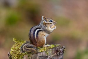 CHIPMUNK eating