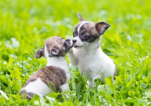 cute Chihuahua