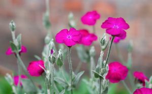 campion flower