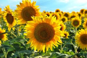 sunflowers