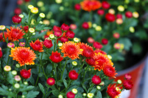 chrysanthemum