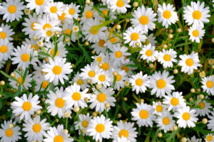 daisies