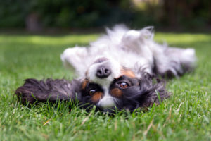 belly up dog