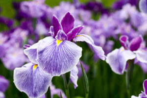 iris