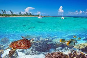 Tropical Beach