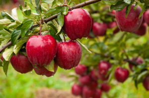 apples