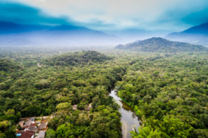 amazon rainforest