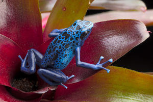 frog