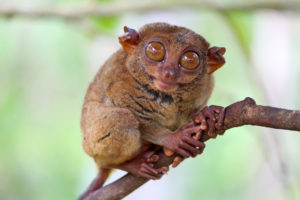 wildlife