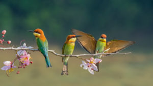 birding birds