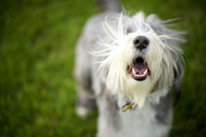 dog barking