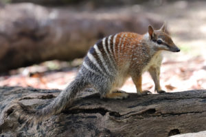 Numbat australia anmal