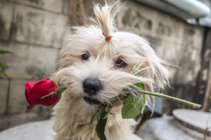 valentine's day