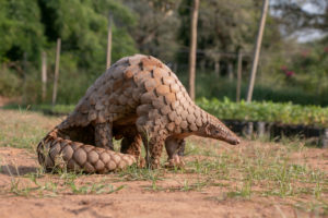 the pangolin
