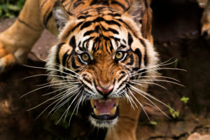 tiger