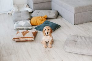 dog in house