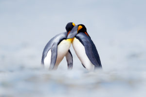 penguins