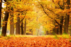 autumn season