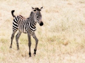 baby animals