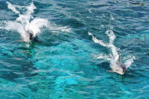 dolphins