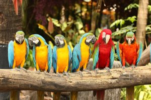 exotic birds