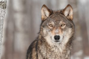 wolf in the forest