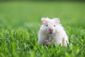 hamster outdoors