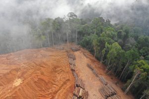Aerial photo of deforestation.