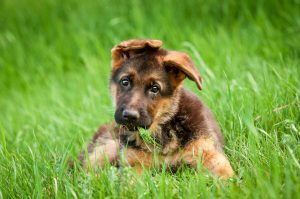 German Shepherd dog