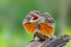 frilled lizard