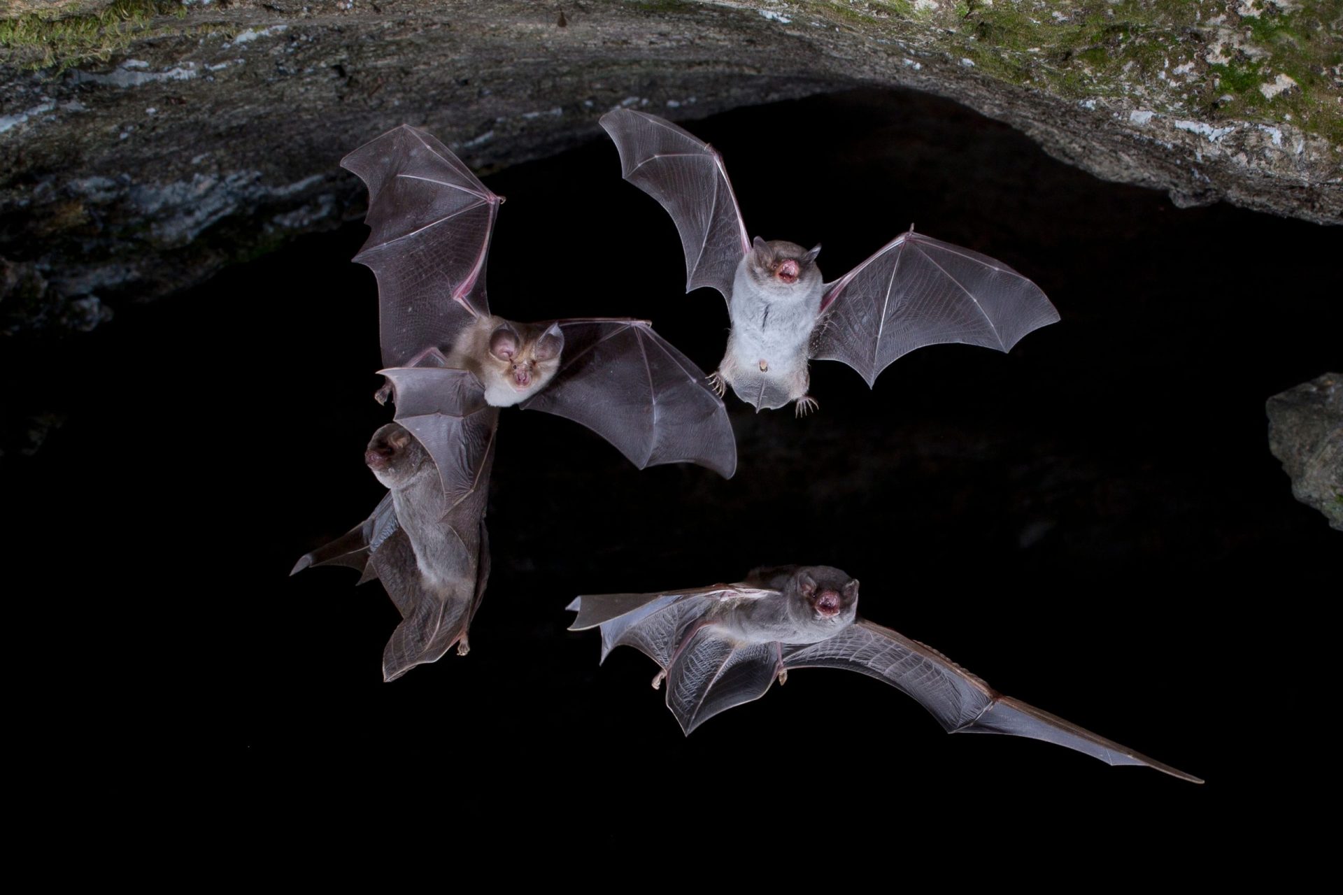 bats