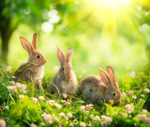 cute bunny rabbit