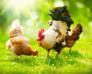 rooster in summer time