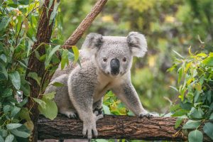 Cute koala on eucalyptus tree