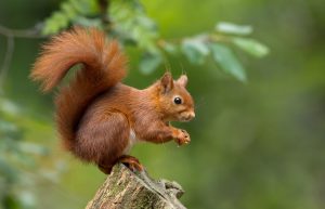 cute little red squirrel
