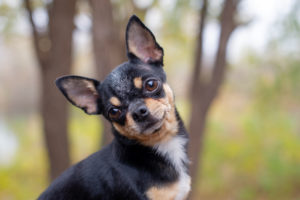 chihuahua