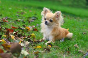 chihuahua outdoors