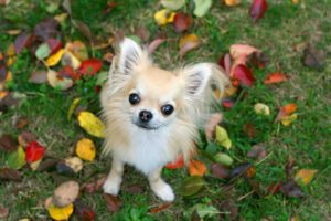 cute Chihuahua dog outdoors