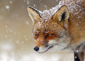 winter animals fox in white snow