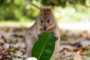 Quokka australia