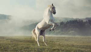 horses