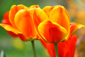 tulips