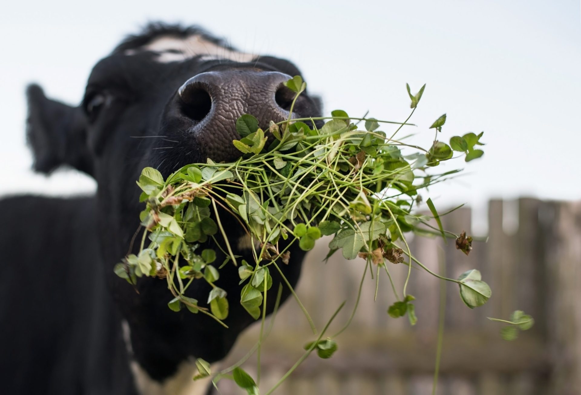 cow