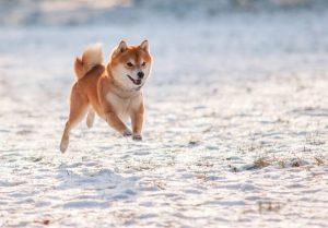 Shiba Inu dog