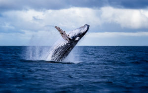 Whale Watching