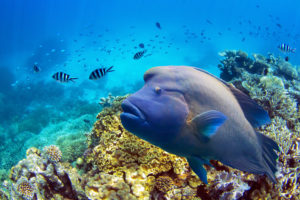 the Great Barrier Reef, Australia
