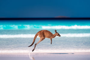 kangaroo animal australia