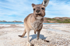 Australia animals