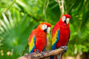 colorful parrots