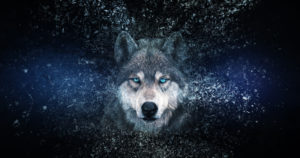 wolf